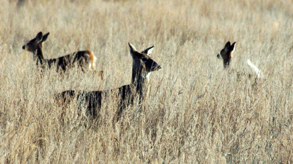 Bc Confirms First Cases Of Chronic Wasting Disea Chronic Wasting