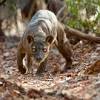 Fossa felines