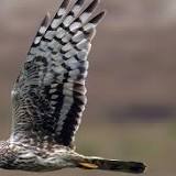 Hen harrier