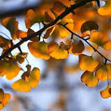 Maidenhair tree