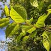 Japanese knotweed