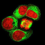 Haematopoiesis