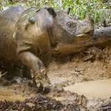 Sumatran rhinoceros