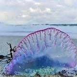 Portuguese man o' war