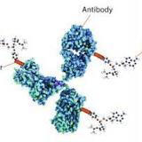 Antibody-drug conjugate
