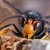 Asian hornet