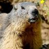 Marmot