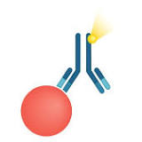 Immunoassay