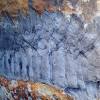 Giant millipede fossil found