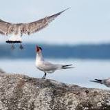 Caspian tern