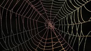 Spider silk