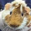 Guinea pig