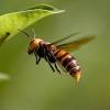 Asian hornets