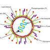 Human metapneumovirus HMPV China