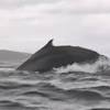 Humpback whale swallows kayakers